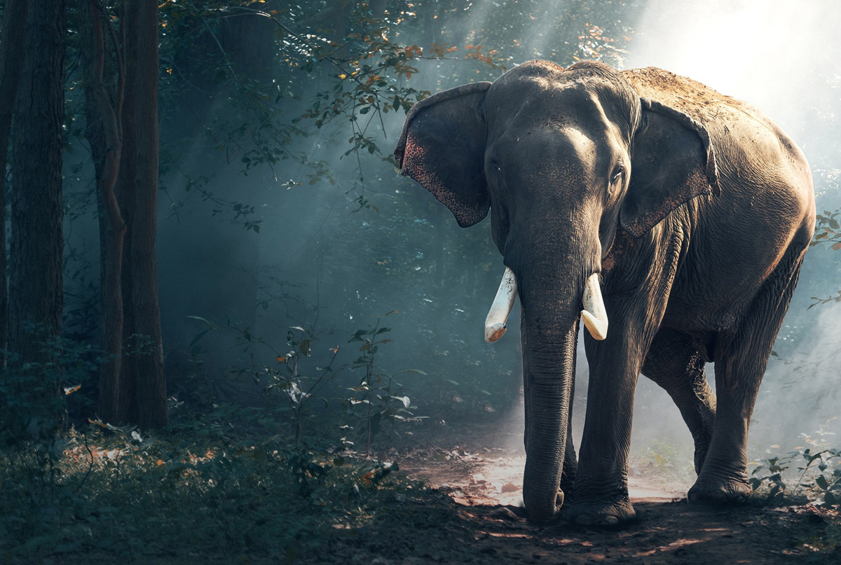 Indian Elephant in the misty jungle