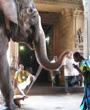 An elephant touching an Indian woman during a religious ceremony.
